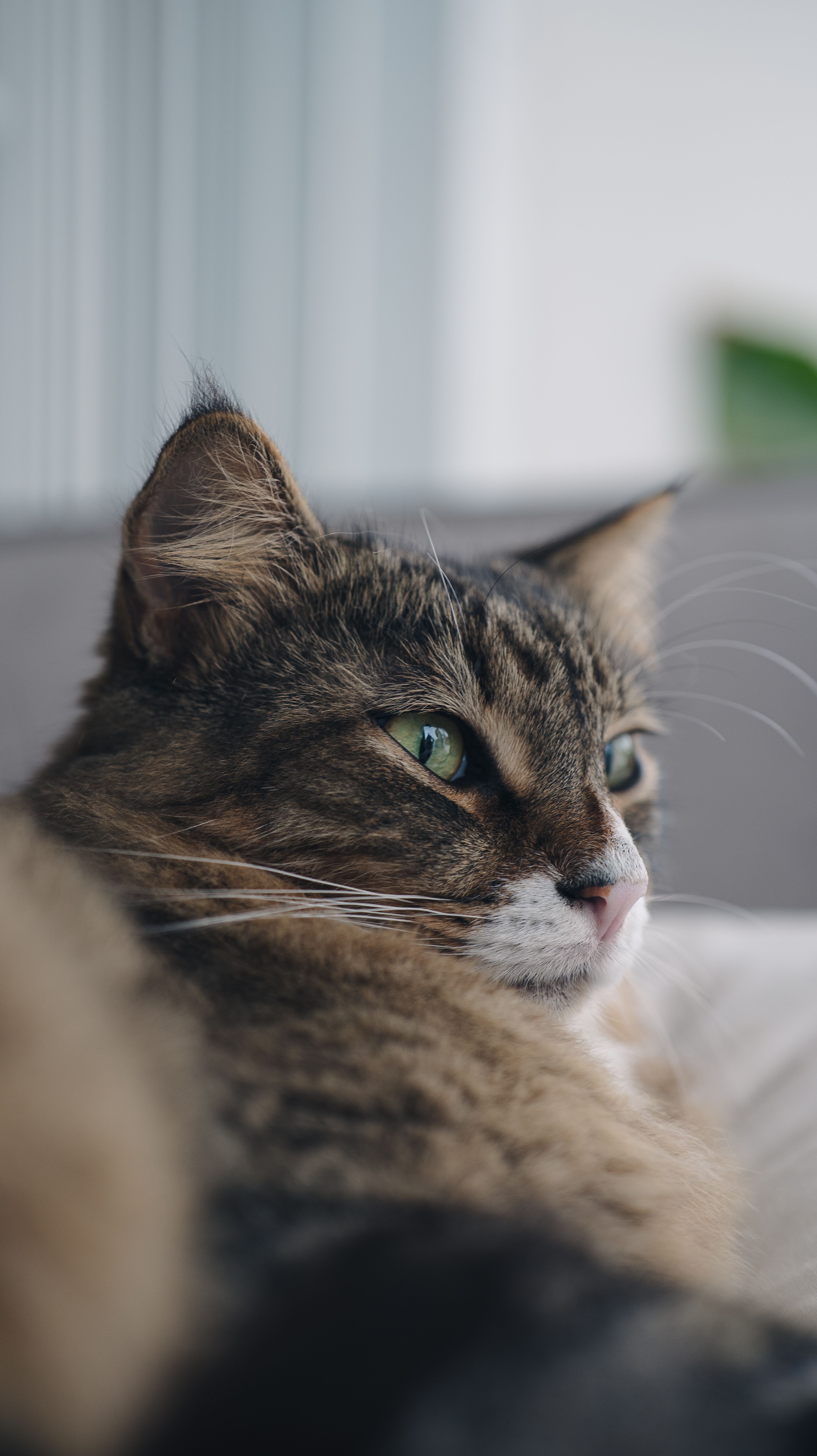 Fotomural Un sereno gato doméstico descansa en el interior de su casa con una mirada tranquila y un pelaje esponjoso.