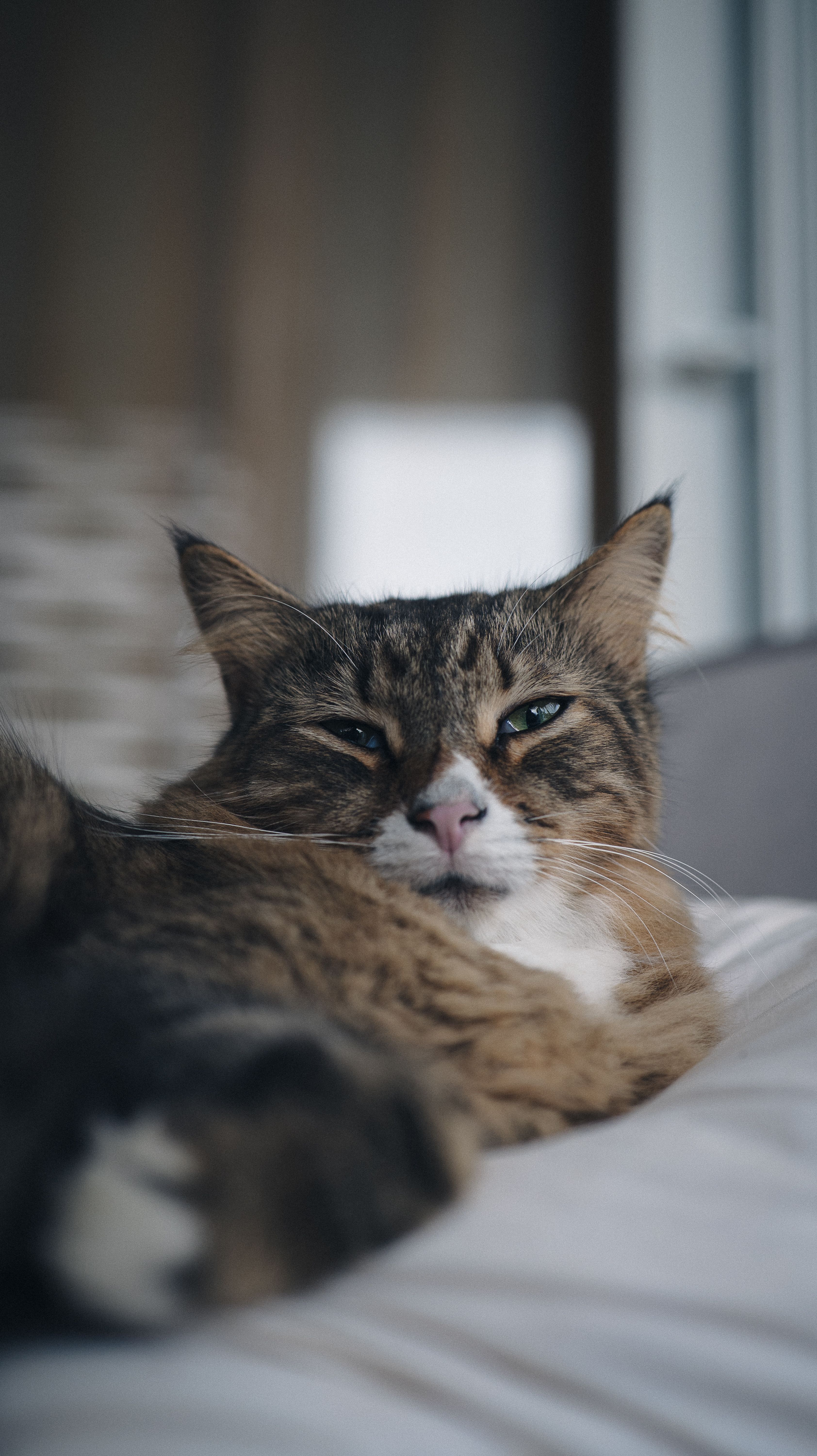 Fotomural Primer plano de un gato atigrado relajado, descansando en el interior de una casa sobre una superficie blanda.