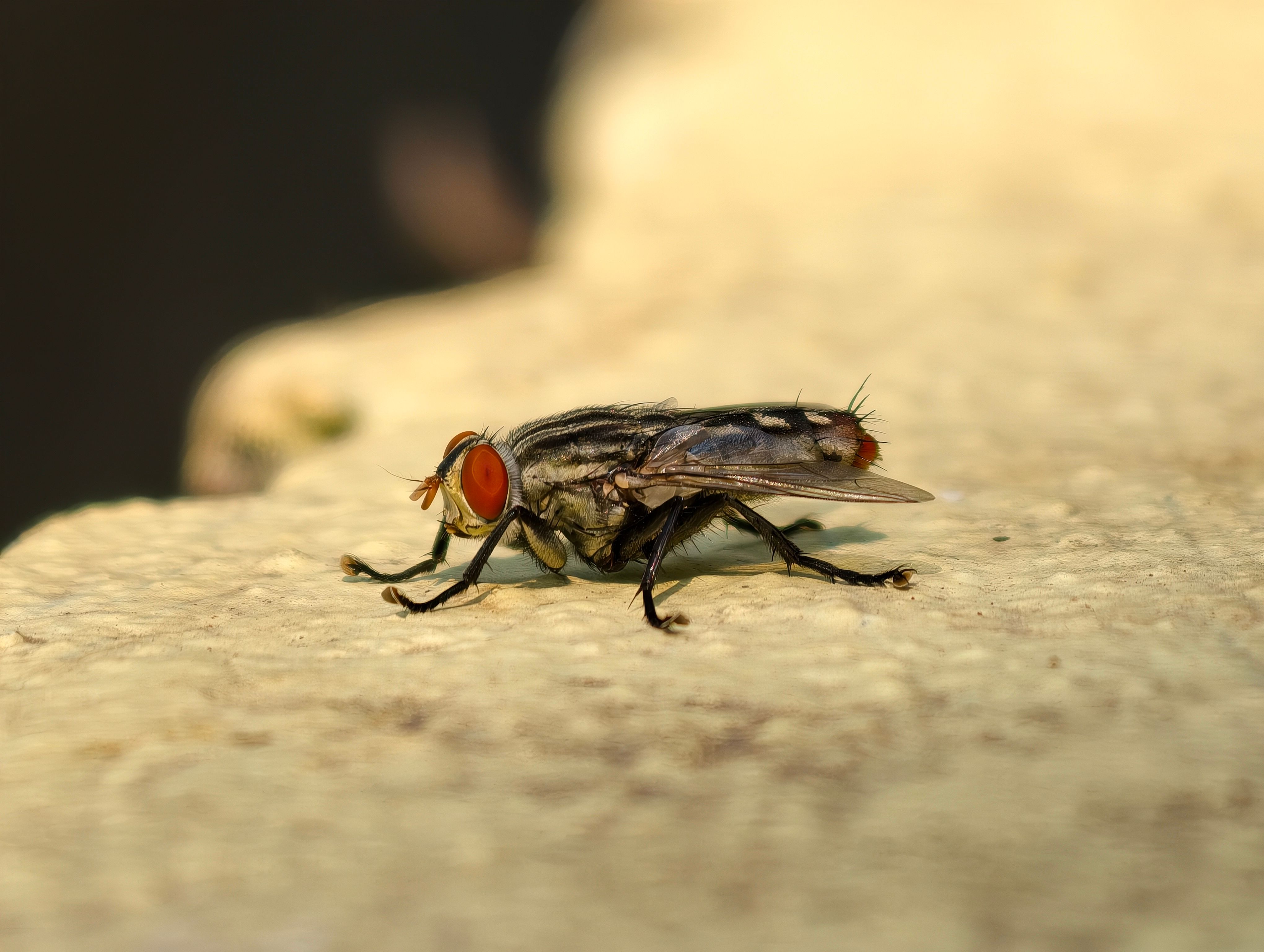pest control for office buildings