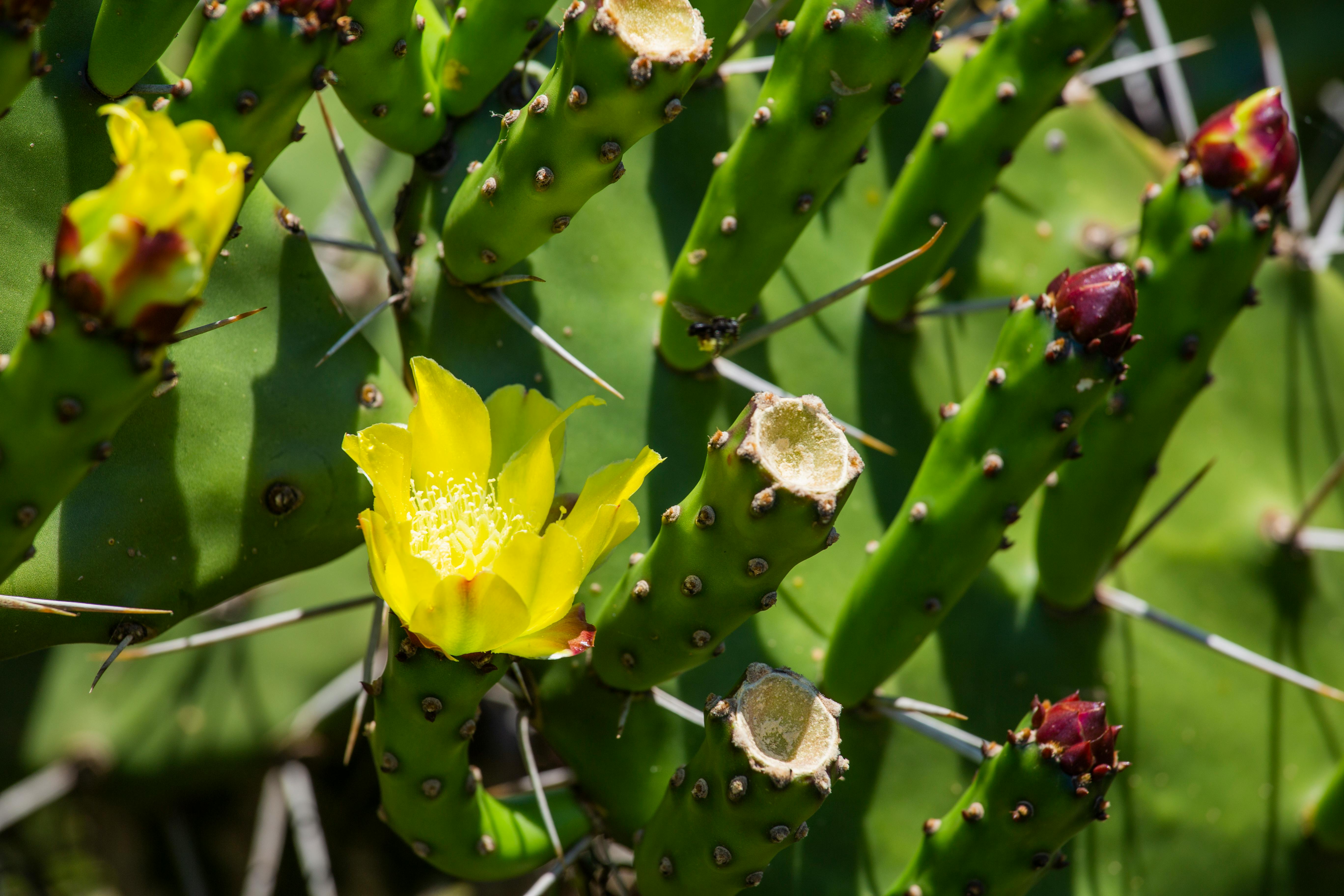 Free stock photo of flores amarelas