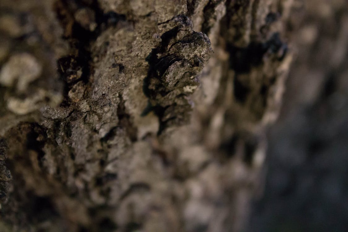 ağaç kabuğu, alan derinliği, su meşe içeren Ücretsiz stok fotoğraf