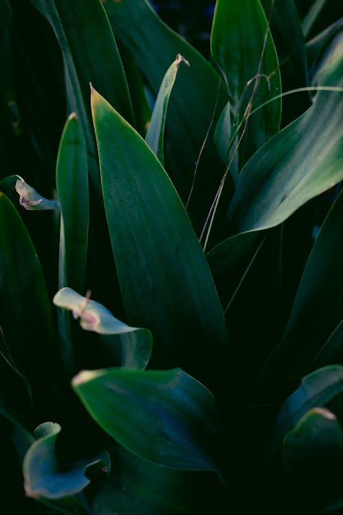 Photograph of Green Plant Leaves