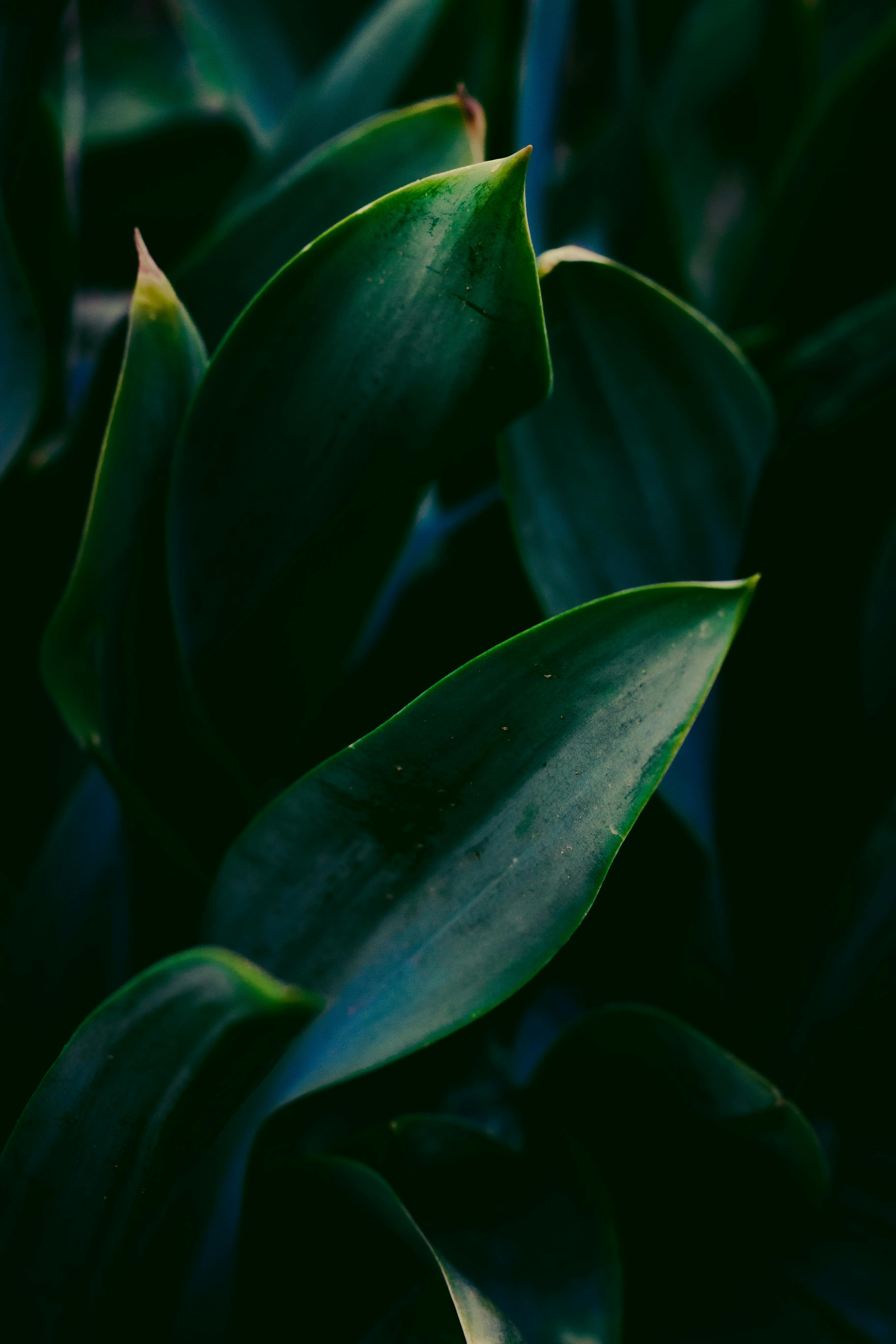 Green Leafed Plants · Free Stock Photo