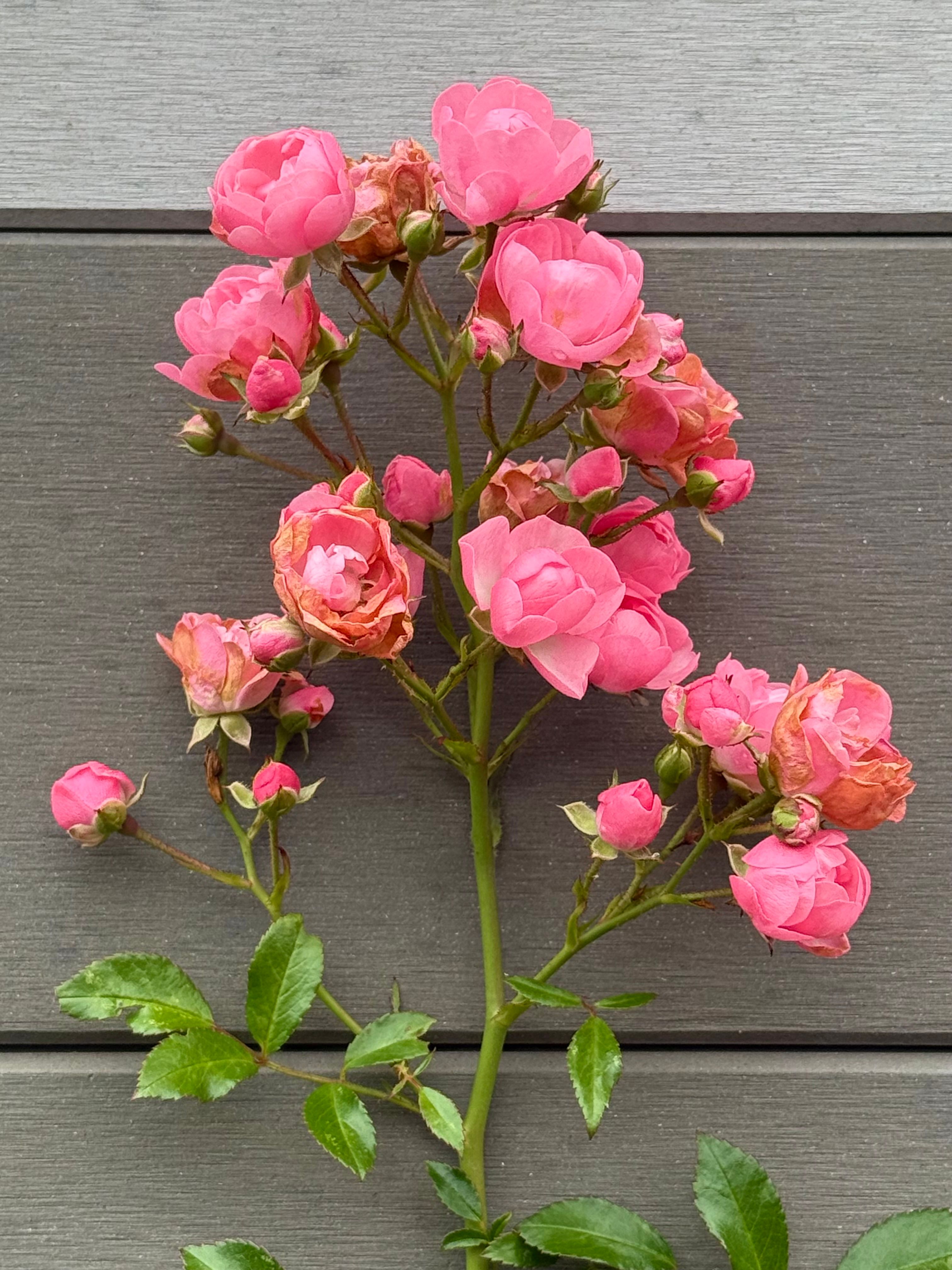 Vibrant Pink Rose Cluster on Wooden Background · Free Stock Photo