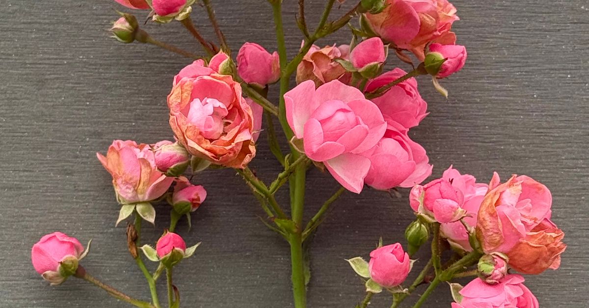 Background Language Portrait Vibrant Pink Rose Cluster on Wooden Background · Free Stock Photo