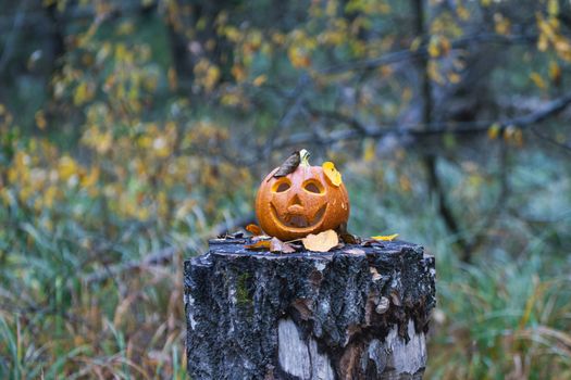 A carved pumpkin on a tree stump with fall leaves in a Swedish forest setting, perfect for autumn themes.