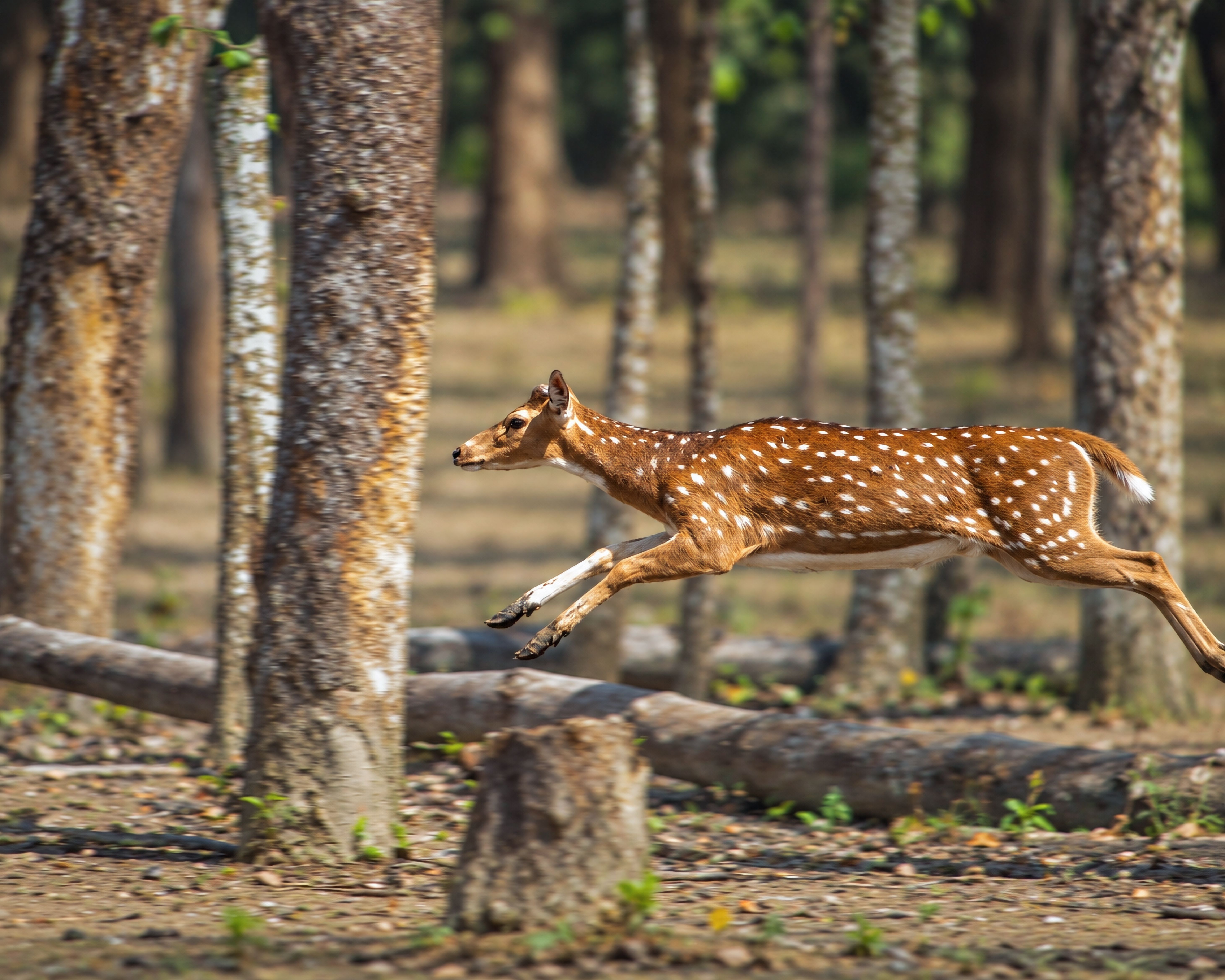 Spotted Deer Effortlessly Leaping in Sundarban · Free Stock Photo