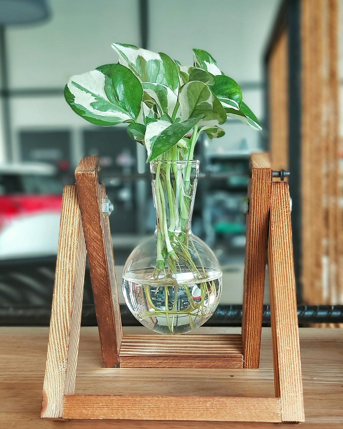 plantas hidropónicas de interior