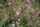 wild flowers