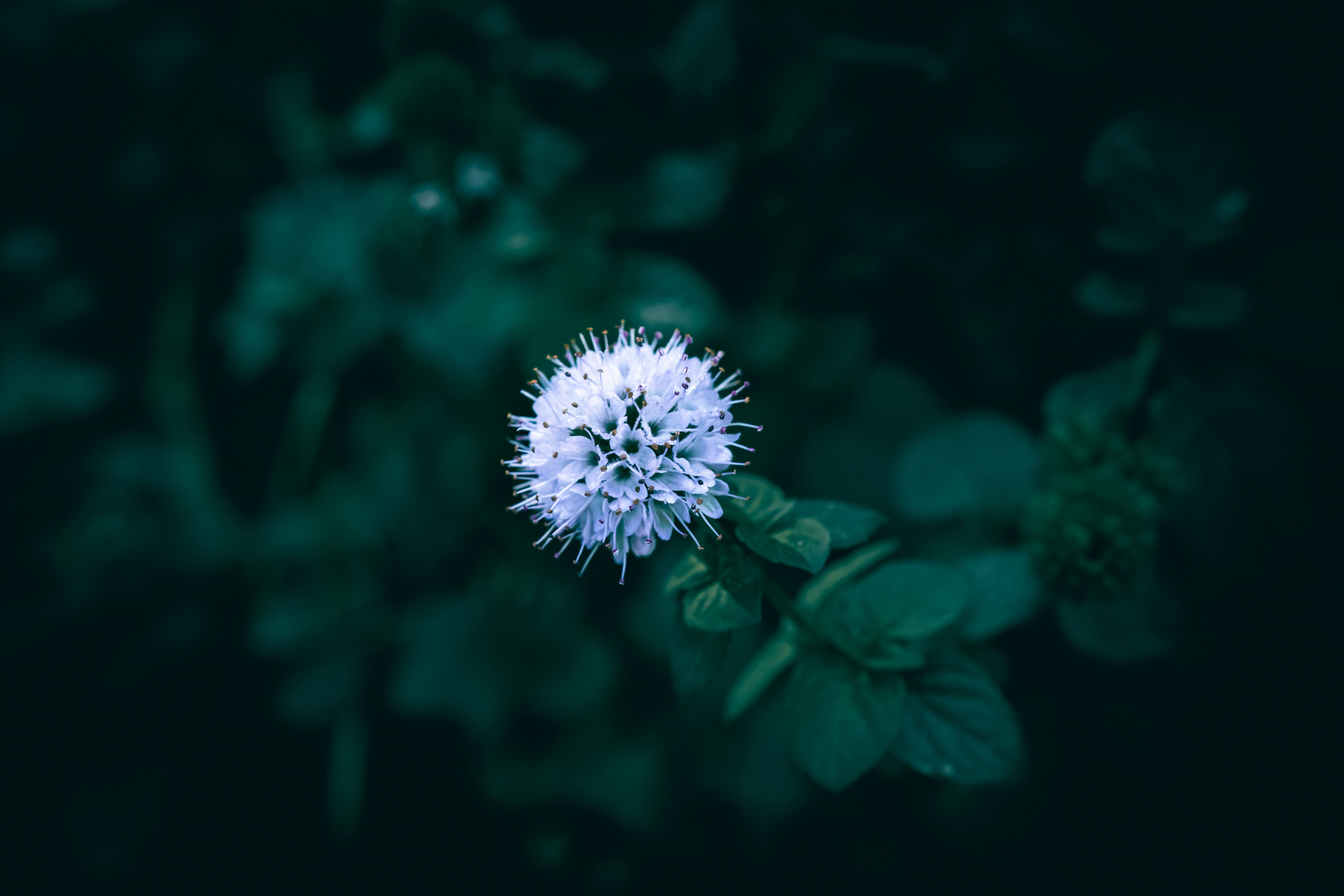 Close-Up of a Blossom with Dark Background · Free Stock Photo