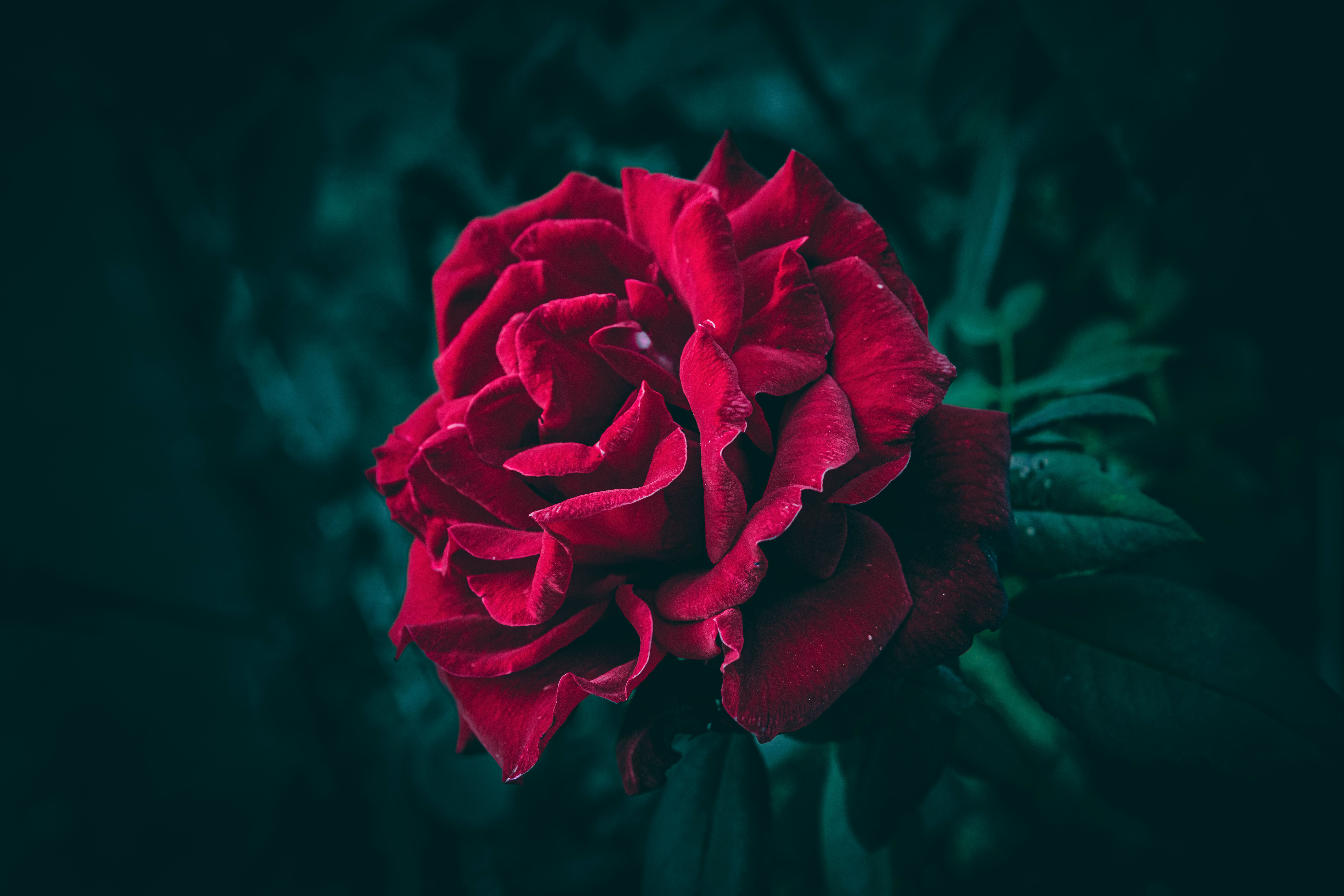 Primer Plano De Una Vibrante Rosa Roja En Plena Floración. · Foto de ...
