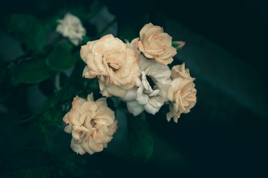 A stunning cluster of pale roses beautifully arranged against a dark, moody background.