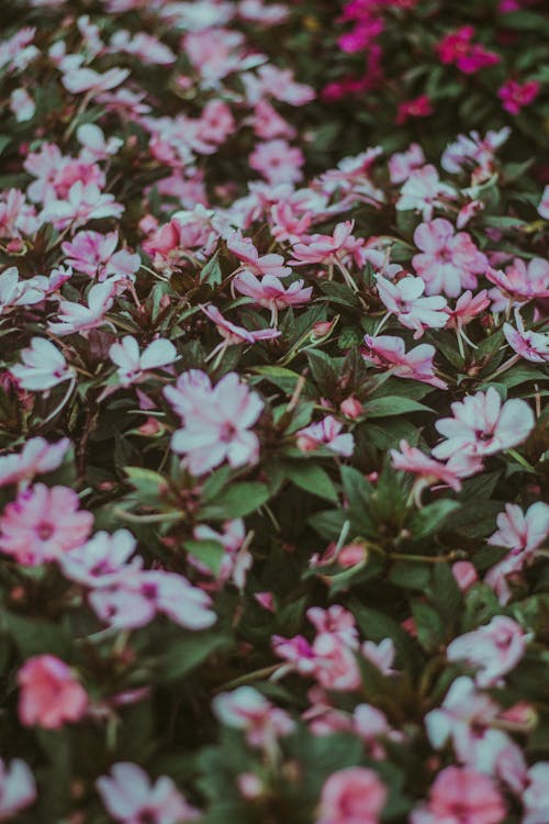 From above full frame flowers of tender pink and white colors with gentle green leaves