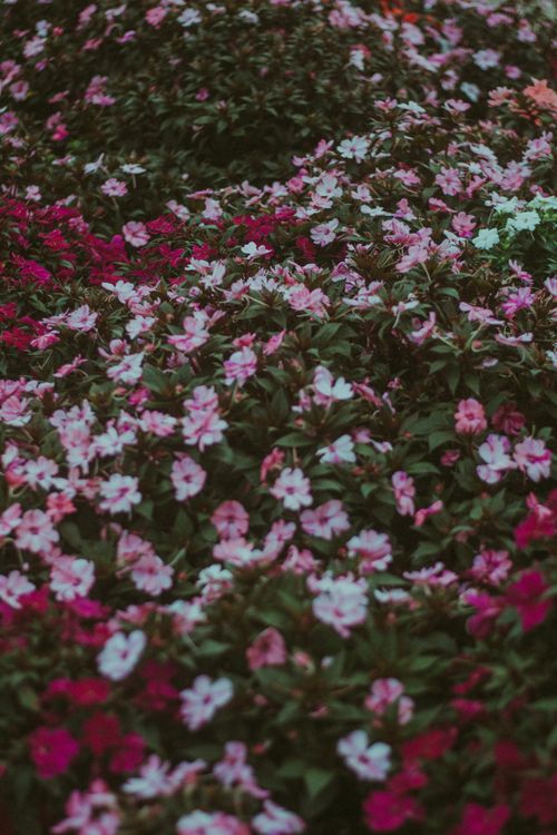 Free High angle of greenery with tender white and pink flowers growing on meadow in dusk Stock Photo