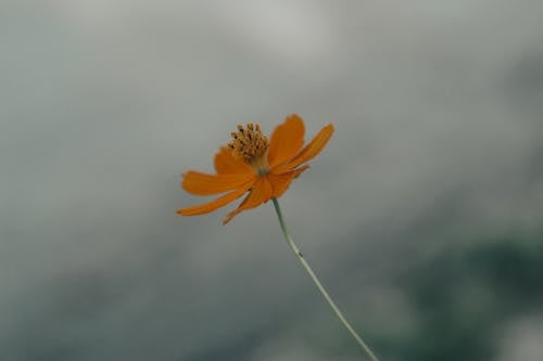 Closeup of orange colored Cosmos sulphureus flower with tender stem growing on blurred background