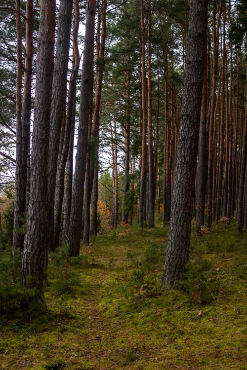 Free Tranquil pine forest with lush greenery in Braslaw, Belarus, perfect for nature lovers. Stock Photo