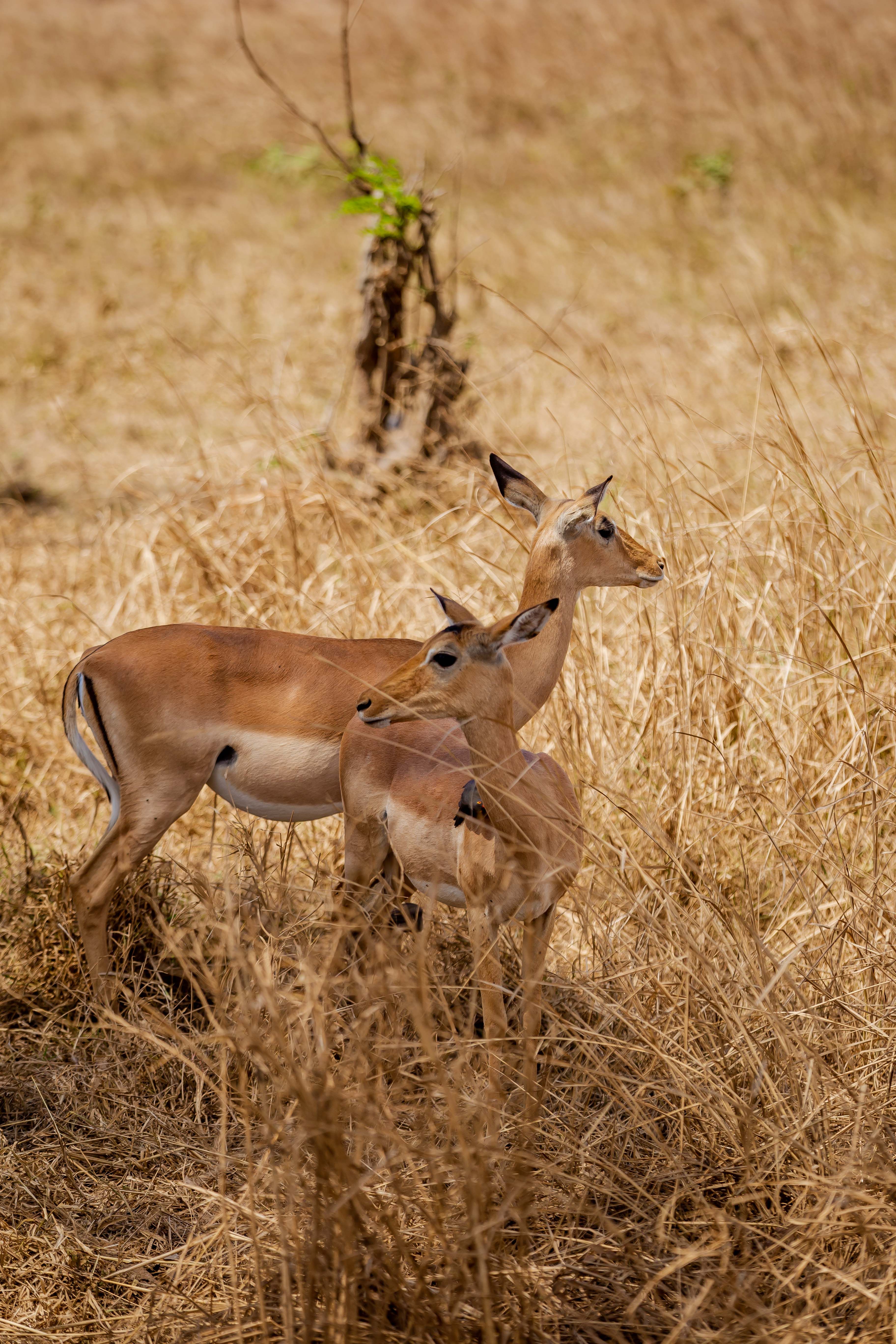 Impalas in Serengeti National Park, Tanzania · Free Stock Photo