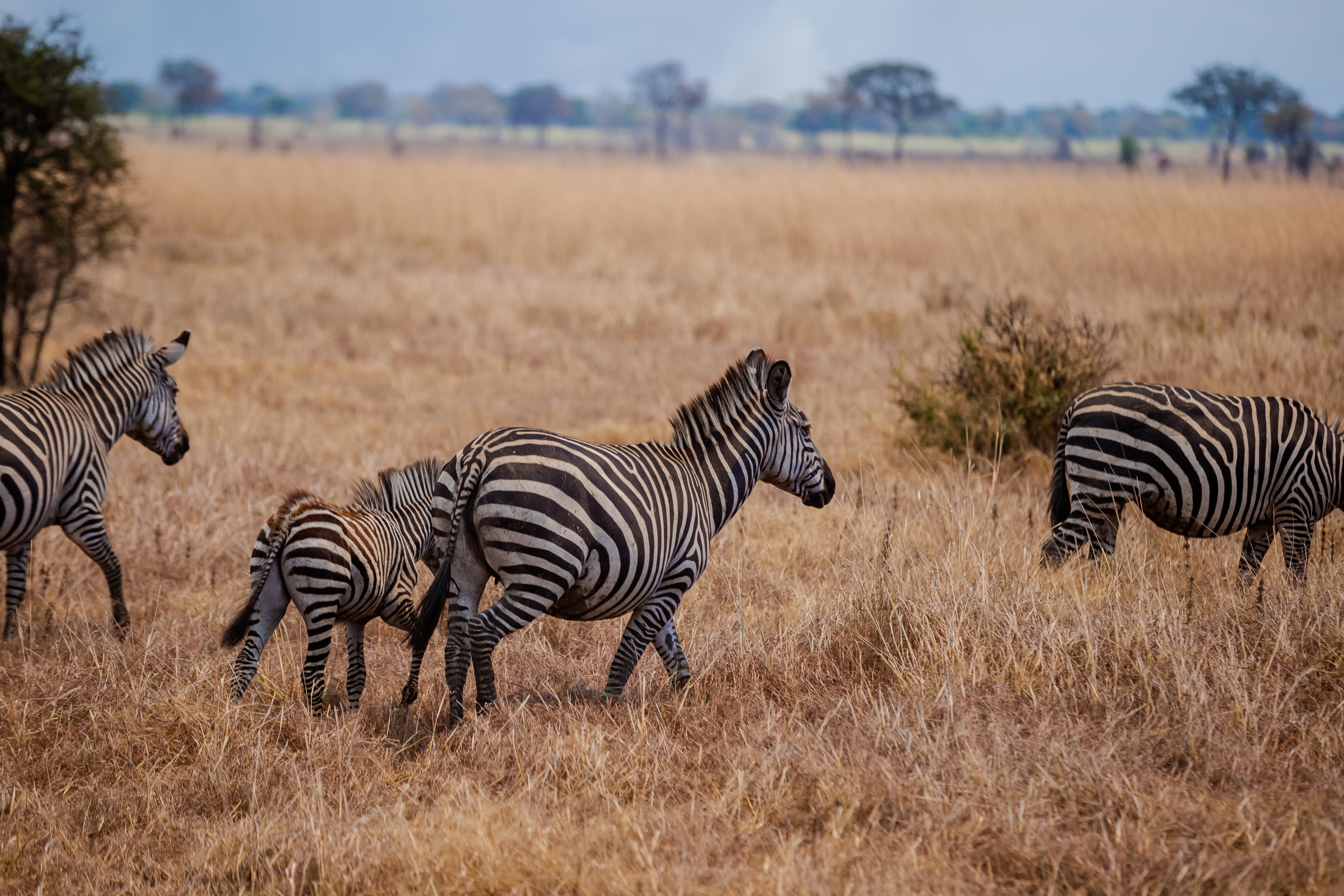 Zebras in Serengeti National Park, Tanzania · Free Stock Photo