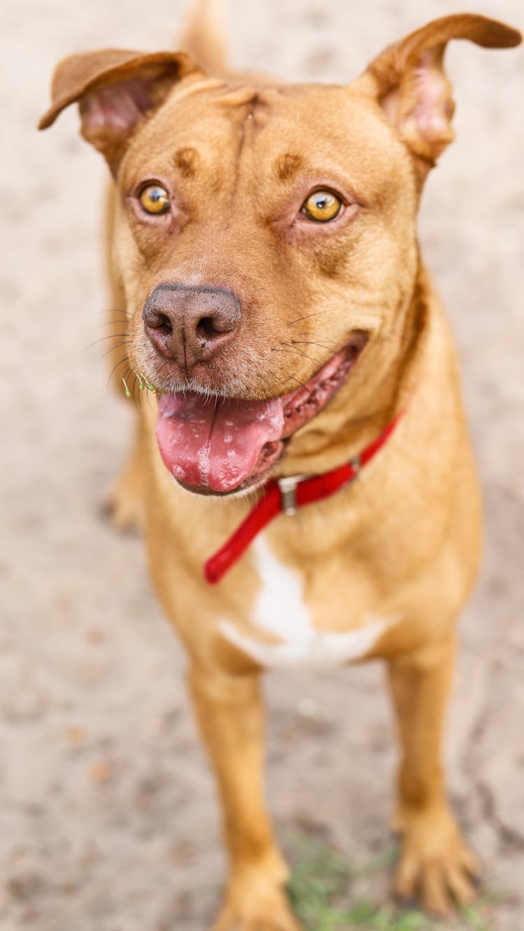 Photograph Of A Brown Pitbull Terrier