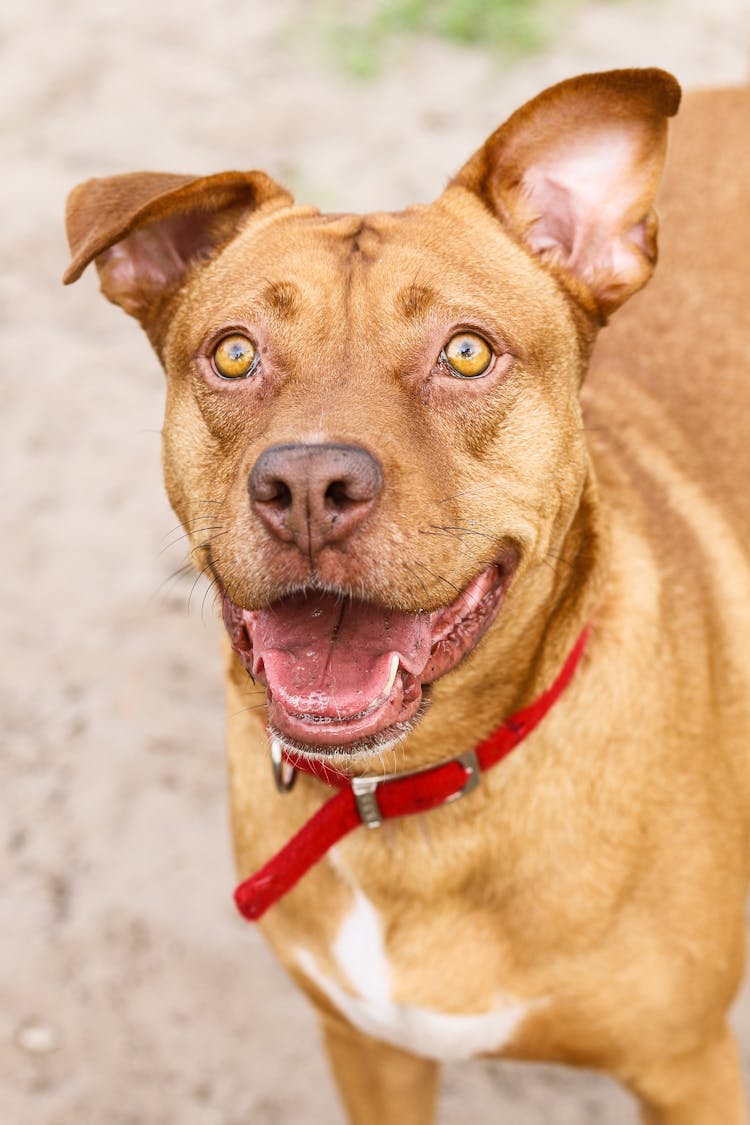 Close-Up Photograph Of A Pitbull Terrier