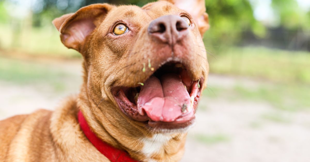 American Bully : Guide complet race 2026
