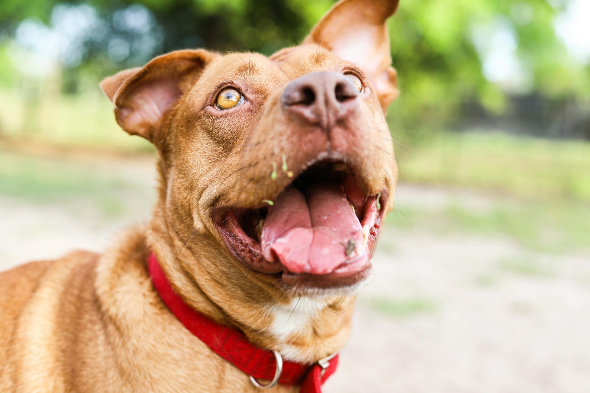 Een pitbullterrier in close-upfotografie