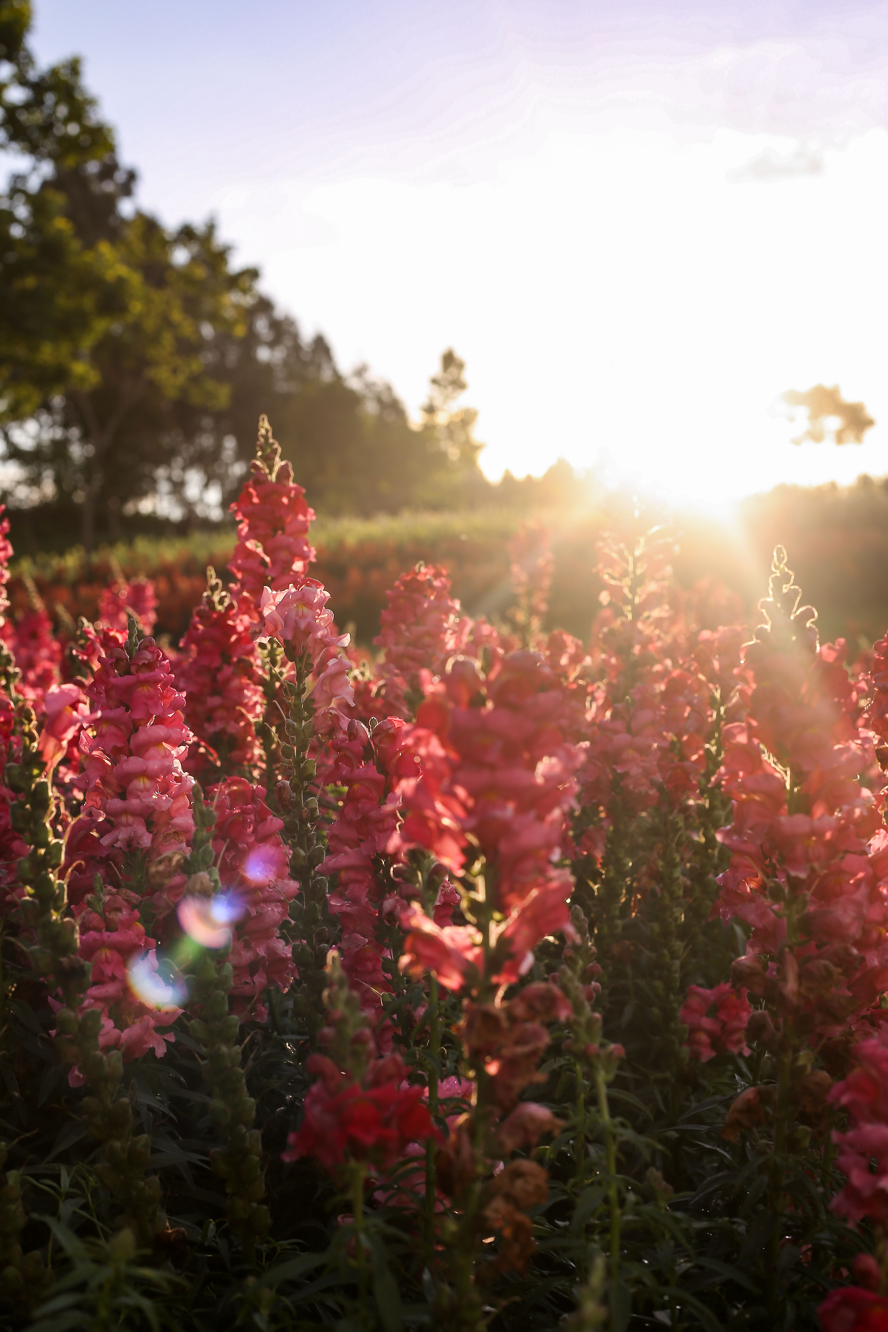 Snapdragon Field at Golden Sunrise · Free Stock Photo