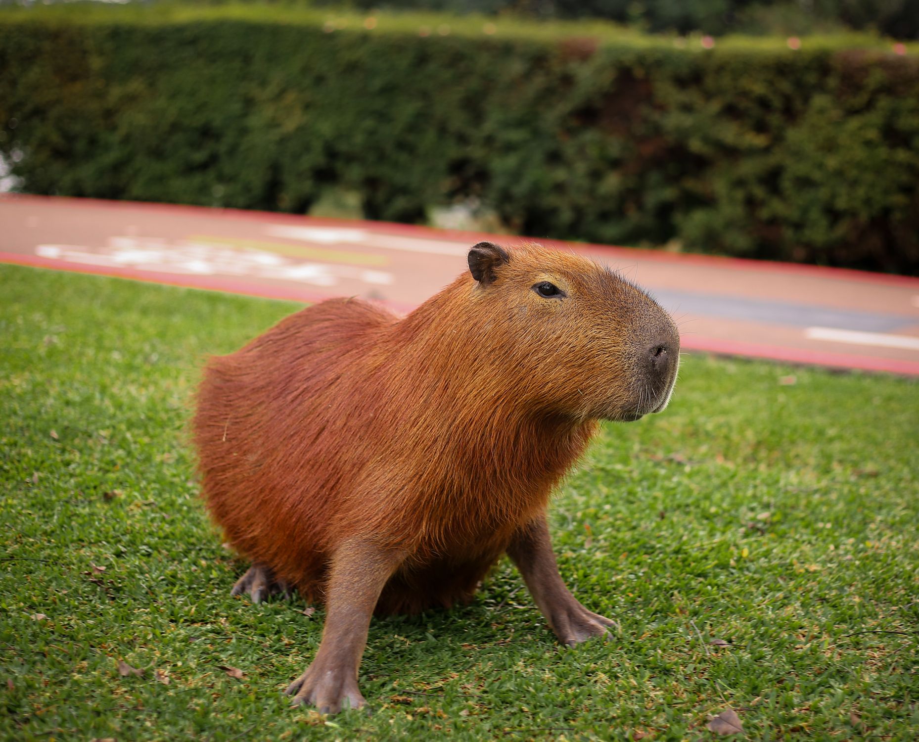 Capybara Language Capybara on Green Lawn in Park Setting · Free Stock Photo