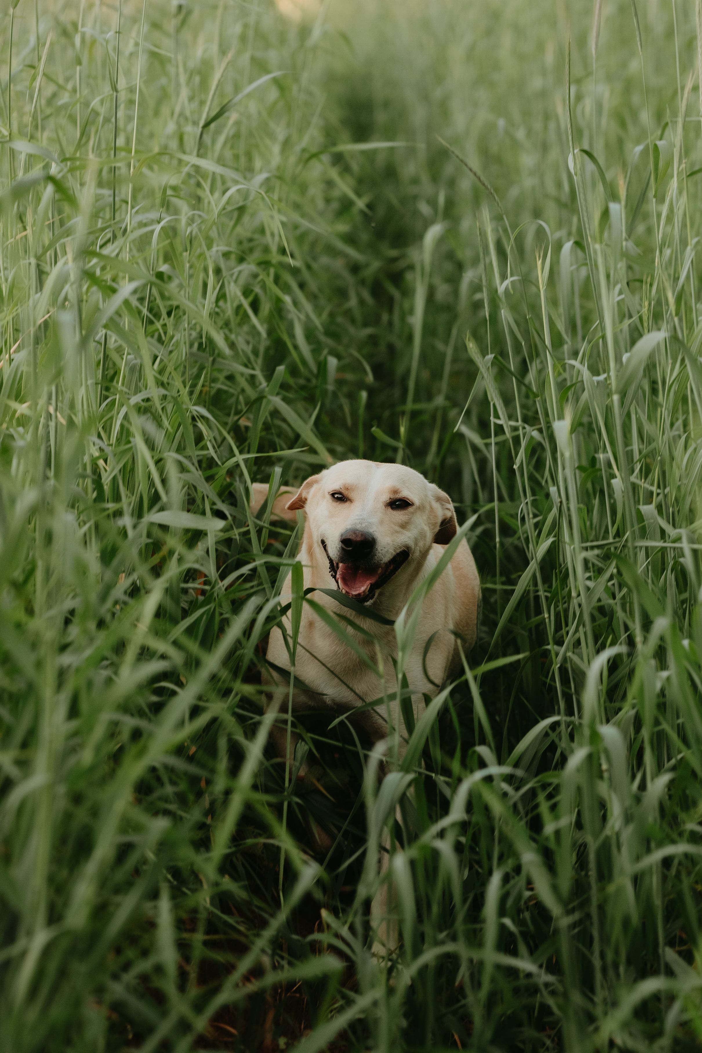 A joyful dog running through a lush green field of tall grass during the day.