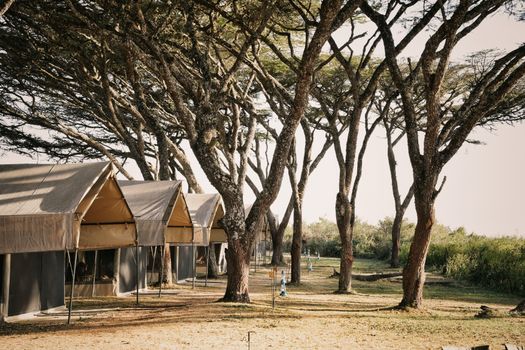 Peaceful safari tent camp under acacia trees in Tanzania.