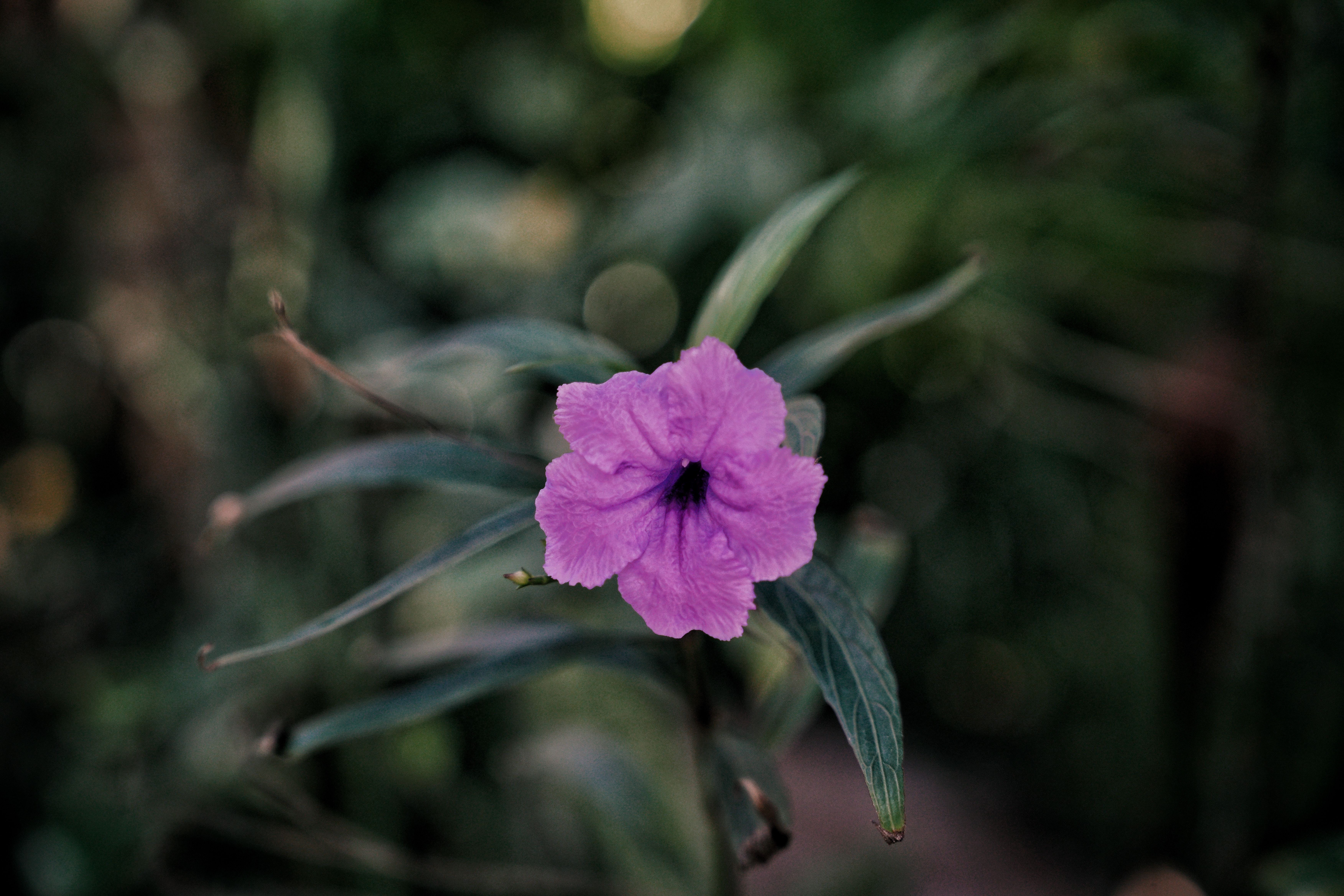 Violet Flower Close-Up in Zanzibar Garden · Free Stock Photo