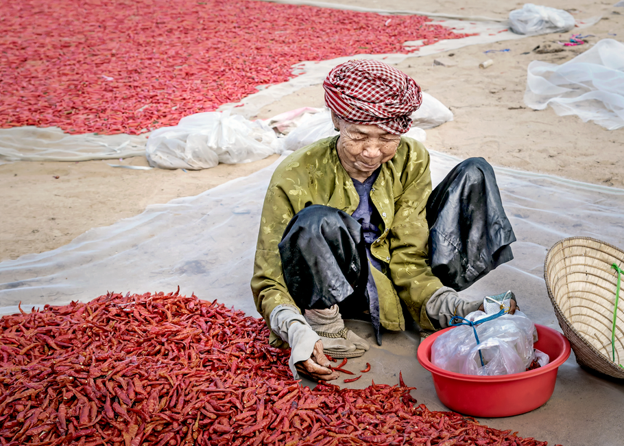 A farmer harvesting Kampot Pepper in a plantation in Cambodia
