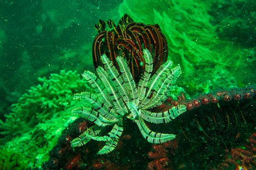 Underwater Plants