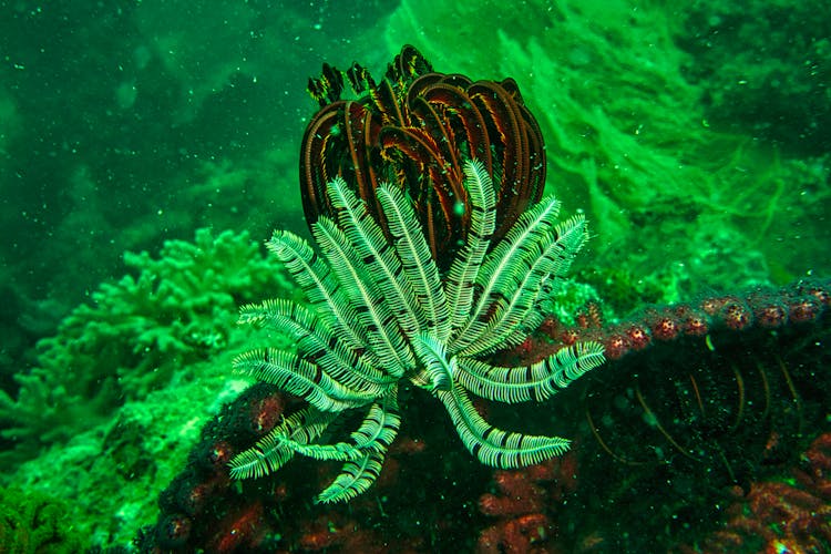 Underwater Plants