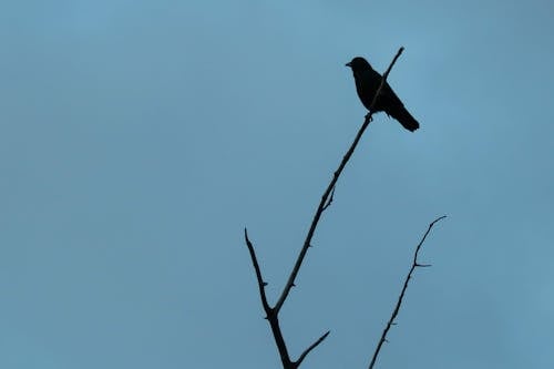 Fotos de stock gratuitas de azul, cielo, pájaro