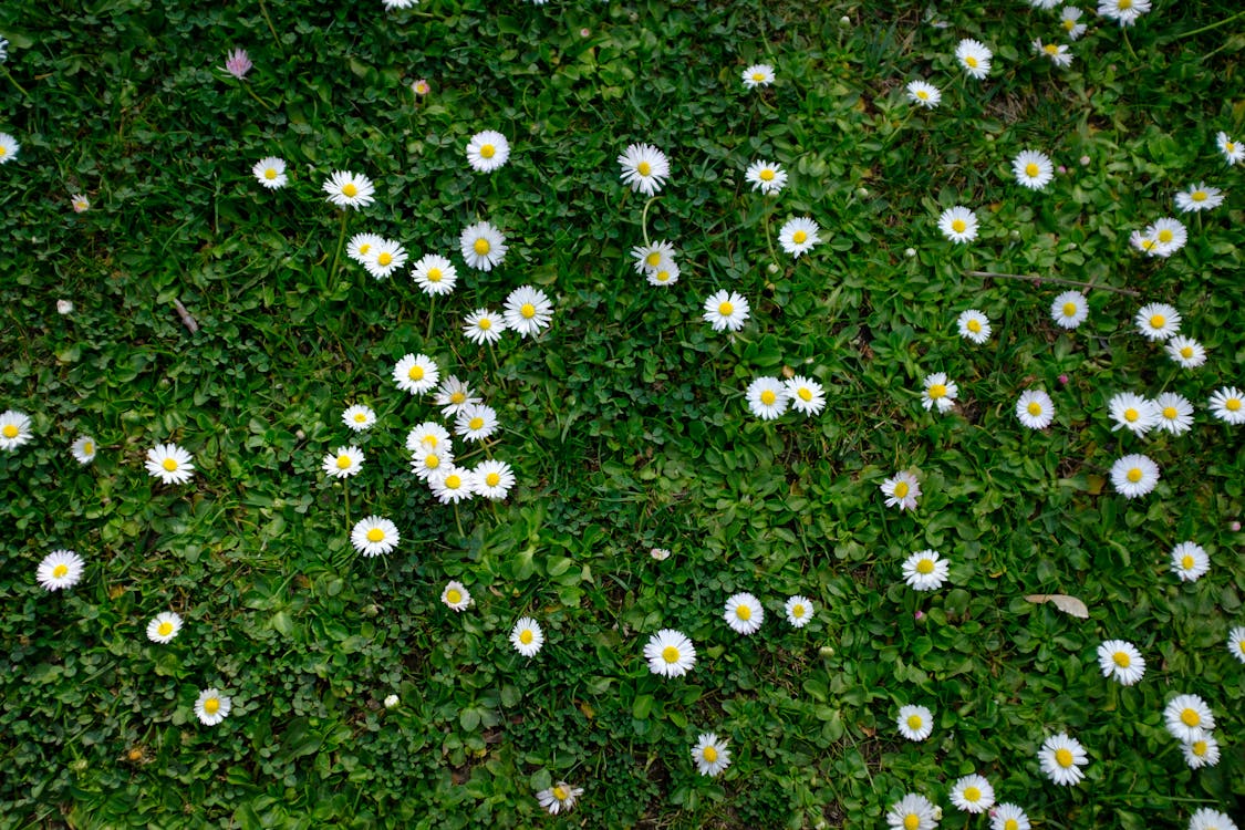 White Flowers on Green Grass
