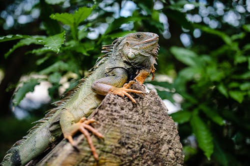 Gratis Foto stok gratis alam, binatang, iguana Foto Stok