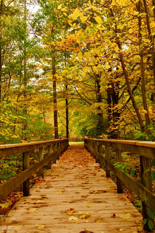 Free A beautiful wooden path through a lush forest filled with vibrant autumn leaves, ideal for nature walks. Stock Photo
