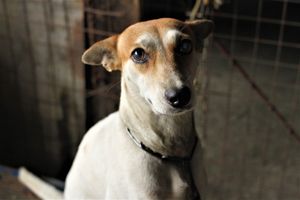 Dog stock photo used for demo profile Scout
