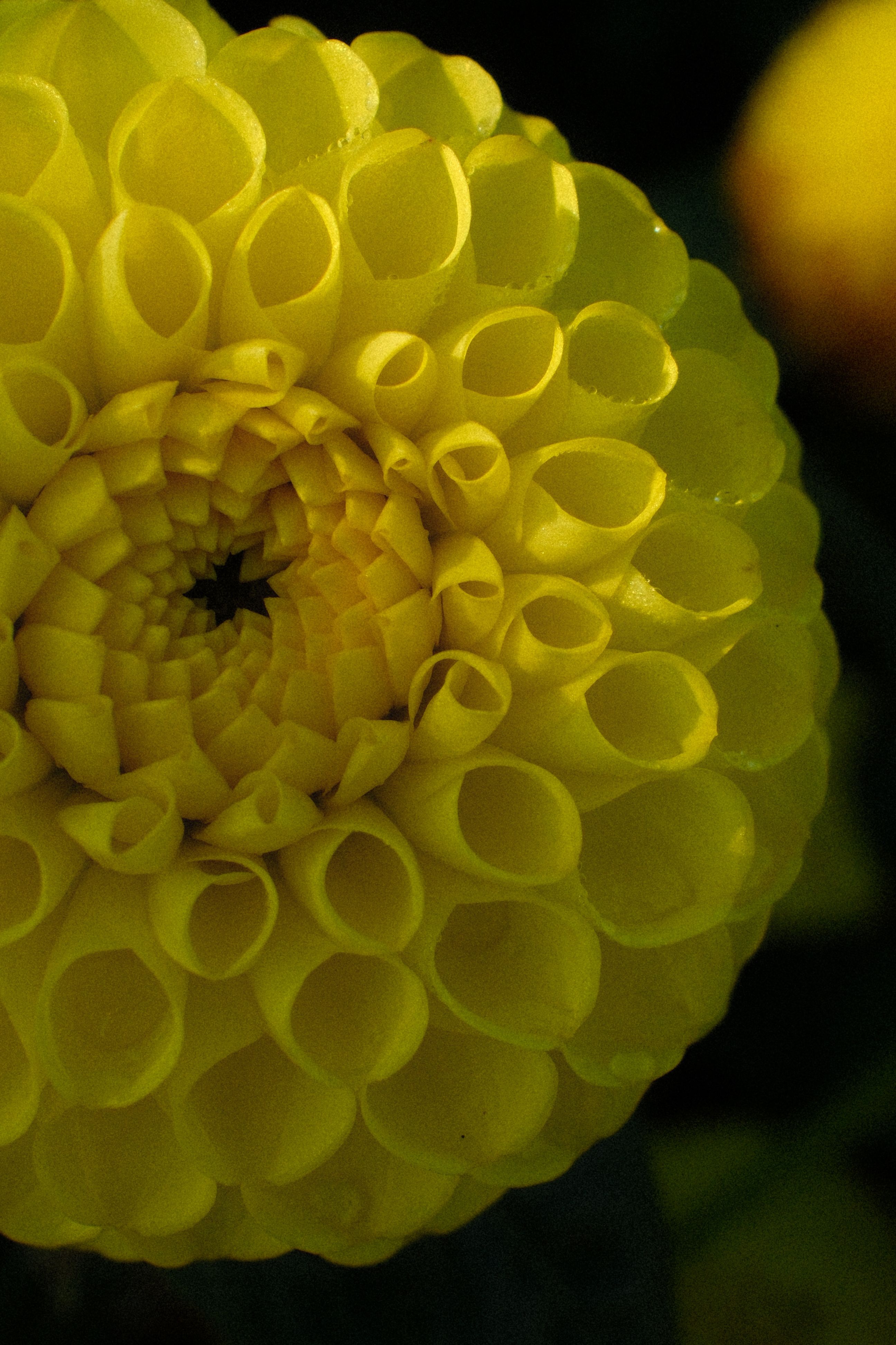Close-up of Vibrant Yellow Dahlia Flower · Free Stock Photo