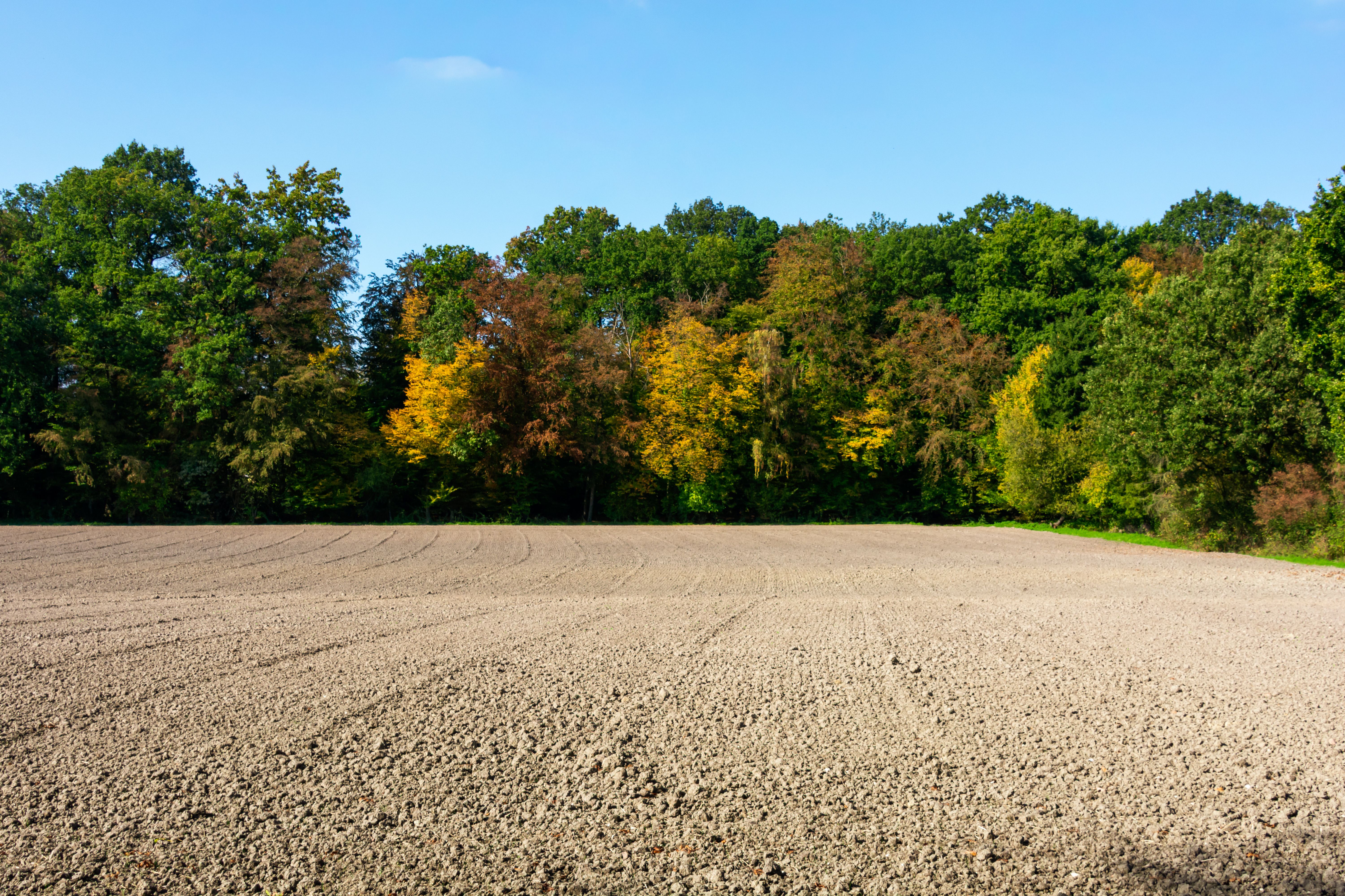 Plowed Field with Autumn Forest Background · Free Stock Photo