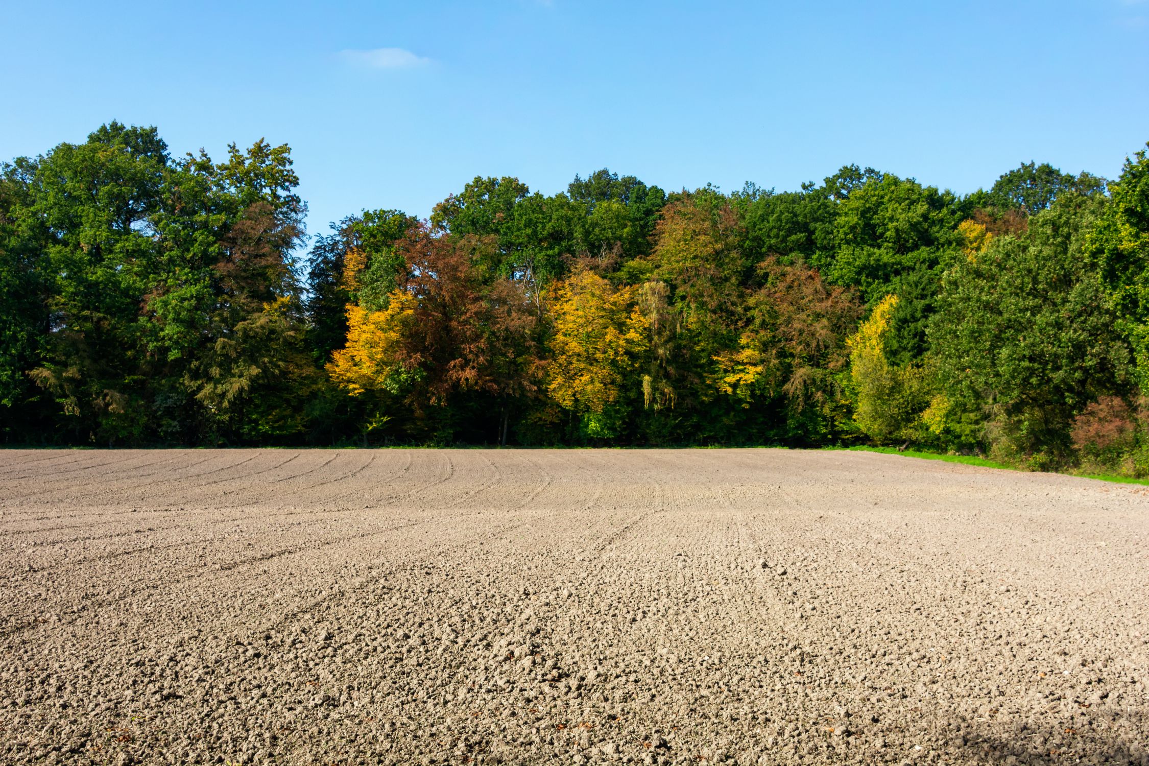 Subtle Fall Colors Background Plowed Field with Autumn Forest Background · Free Stock Photo