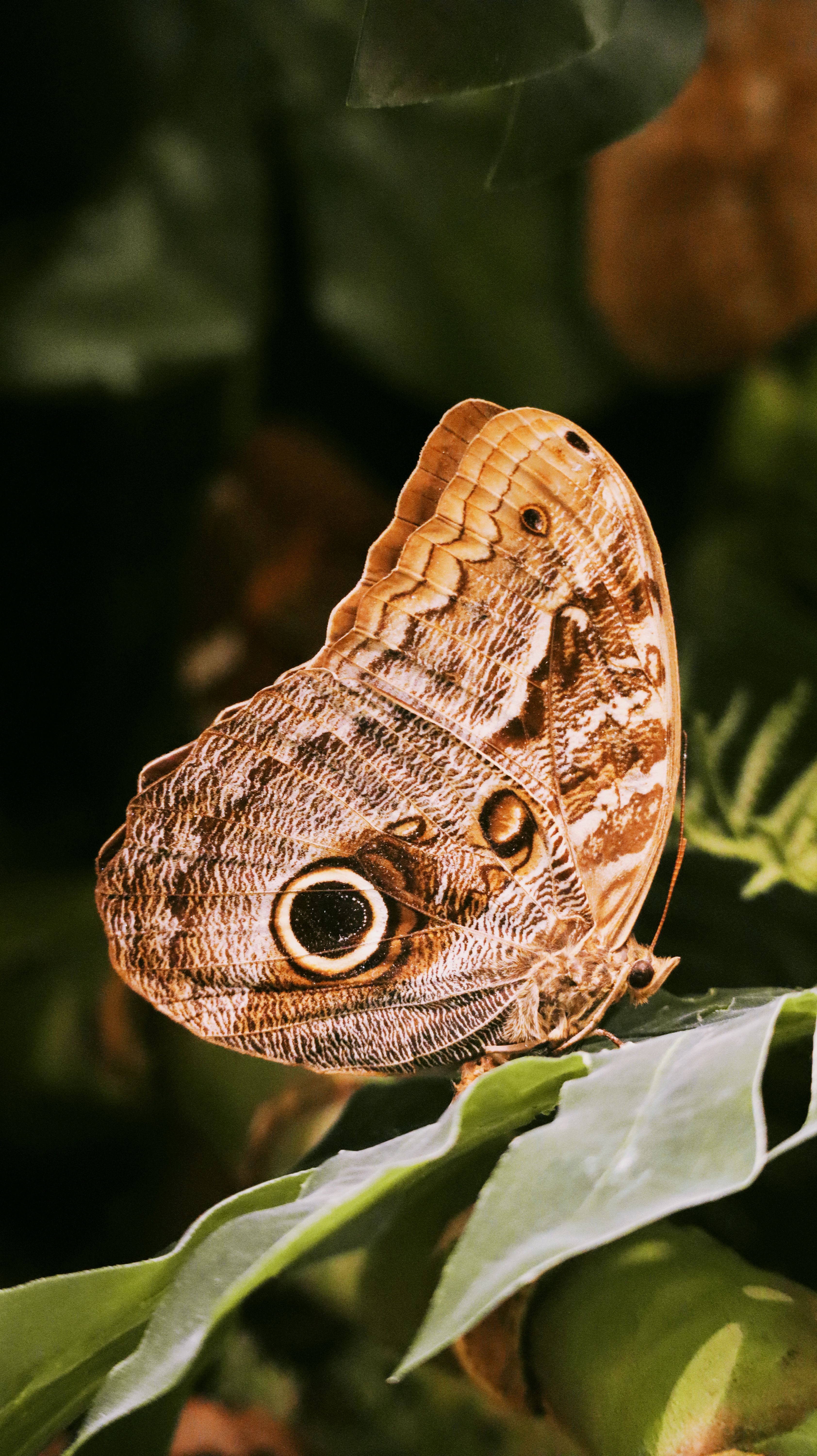 Close-up of Butterfly in Konya, Türkiye · Free Stock Photo