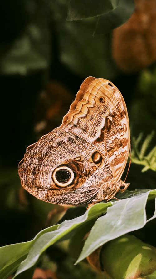 Free Detailed image of an owl butterfly perched on a leaf in Konya, showcasing its intricate patterns. Stock Photo