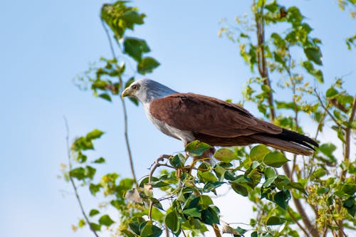 Free From below side view of attentive predatory bird with brown and white plumage and spiky beak sitting on thin tree twig with green leaves under bright sky in summer Stock Photo