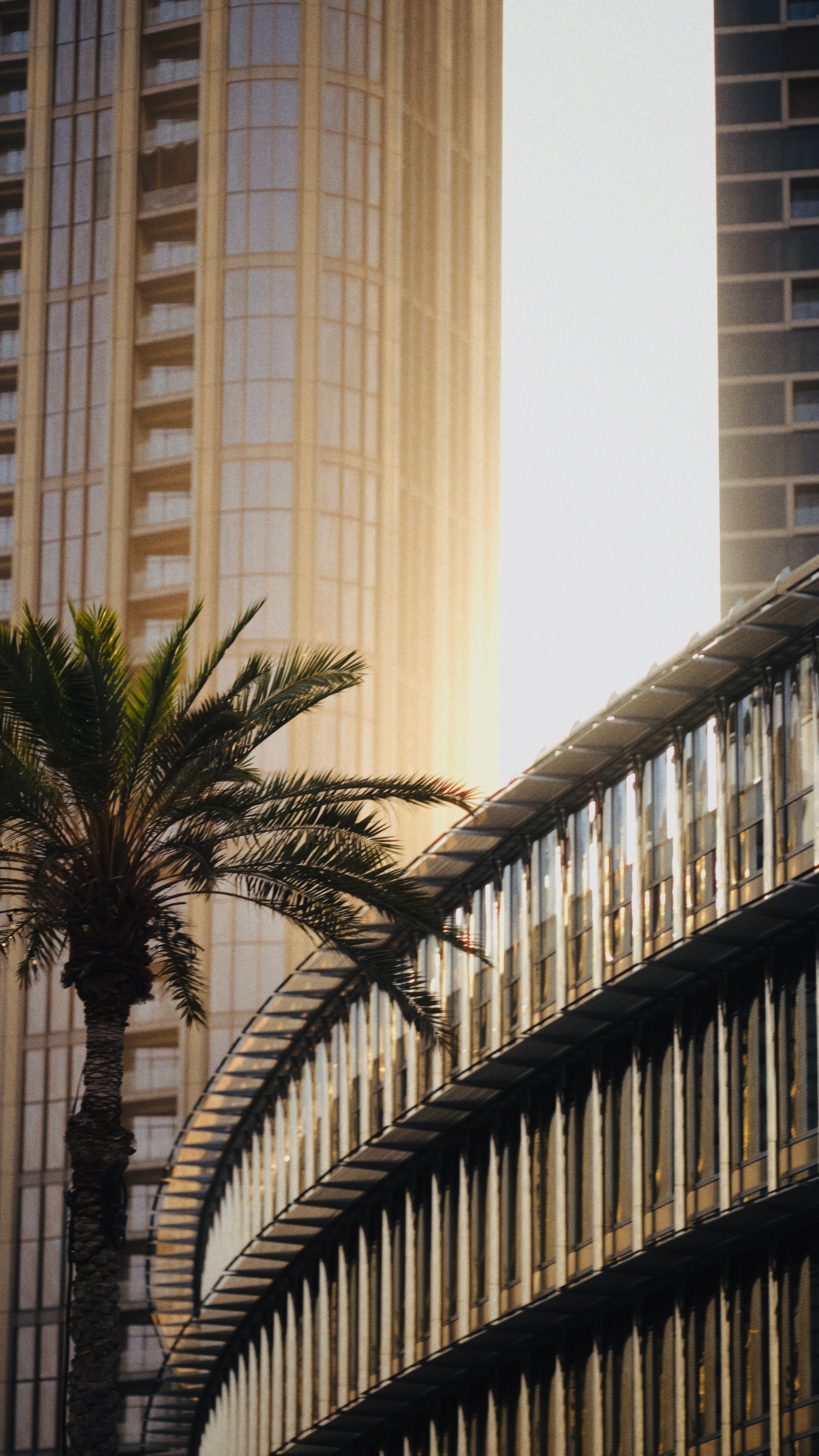 Dubai Skyline with Modern Architecture and Palm Tree · Free Stock Photo