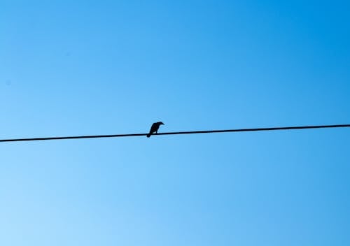 Free stock photo of bird, bird flying, blue