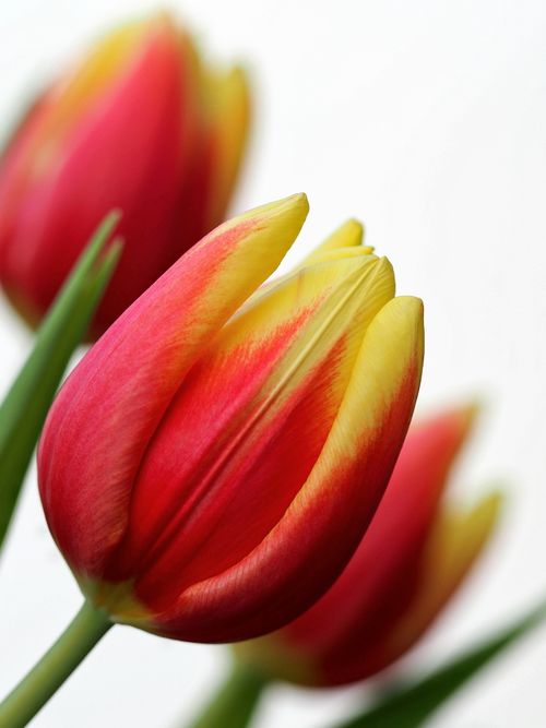 Free A stunning macro shot of red and yellow tulips in full bloom, perfect for brightening up any space. Stock Photo