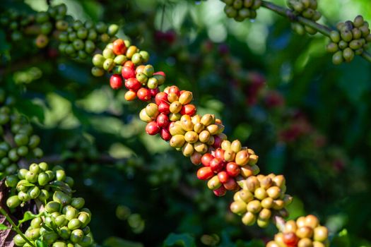 Close-up of colorful coffee beans on a branch in natural greenery.