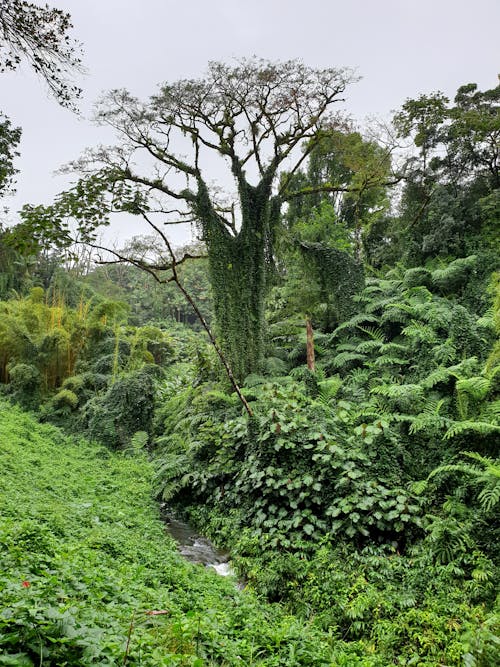 Bright greenery woodland with small creek under serene sky